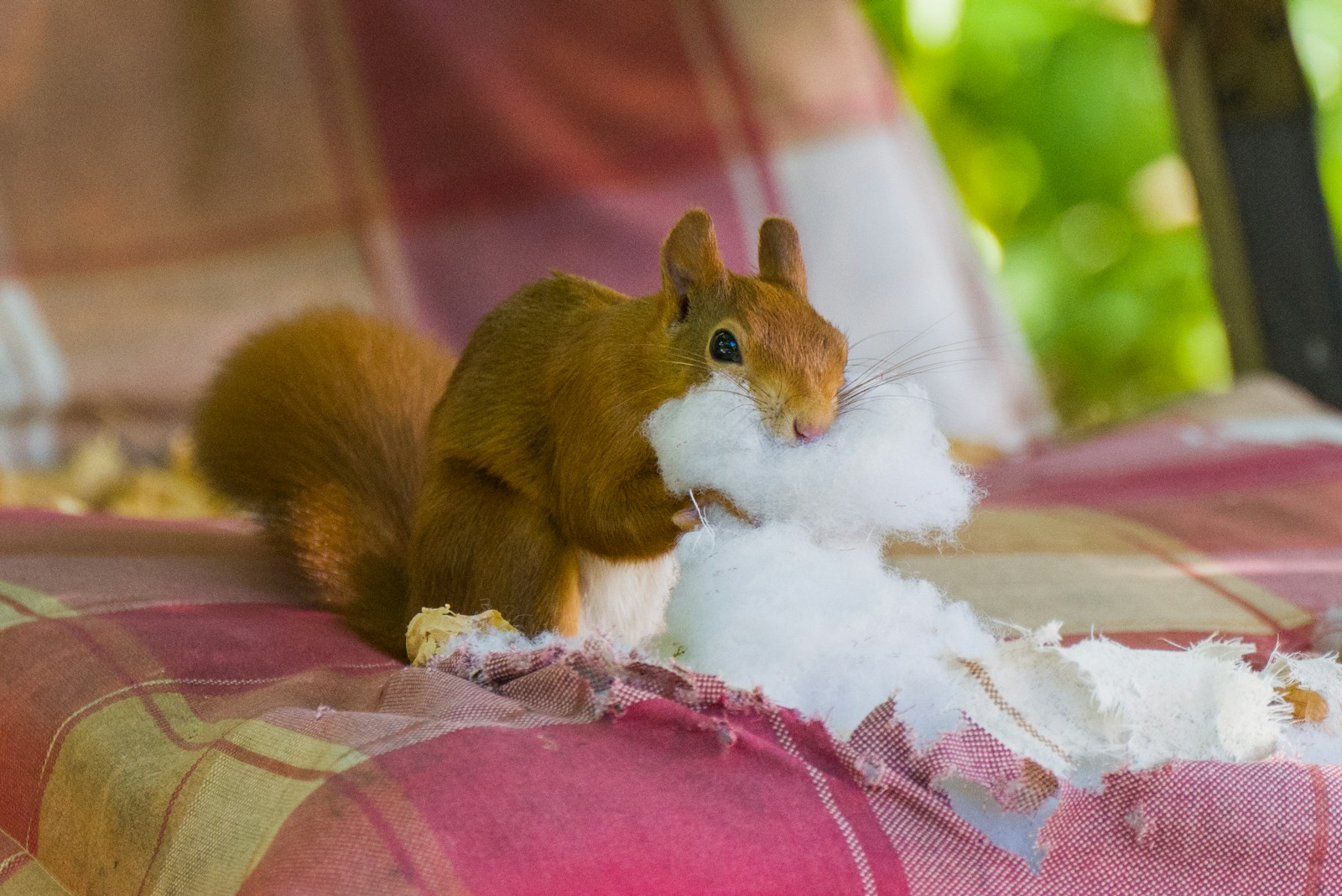 a squirrel eating food